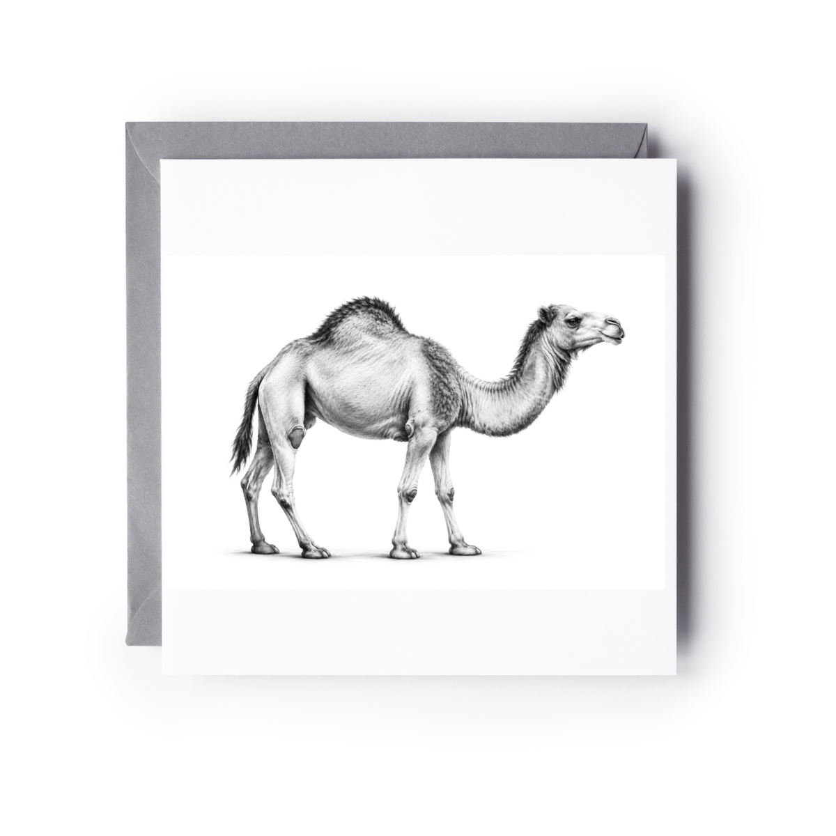 Camel Hand Drawn Wildlife Greeting Card