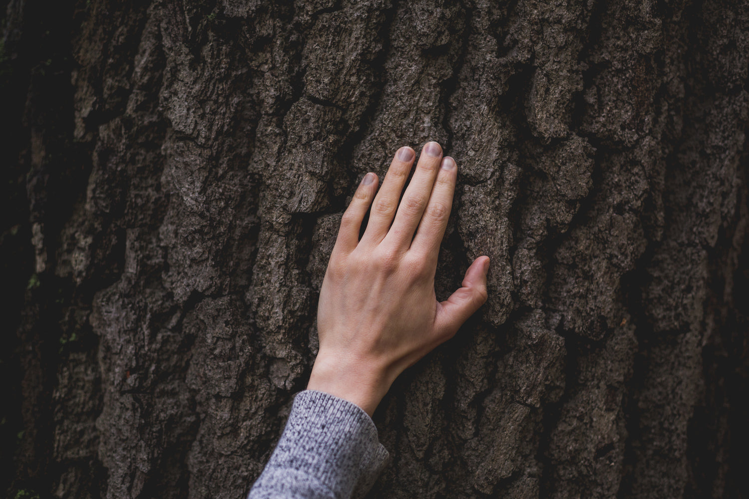 Hand on a tree bark