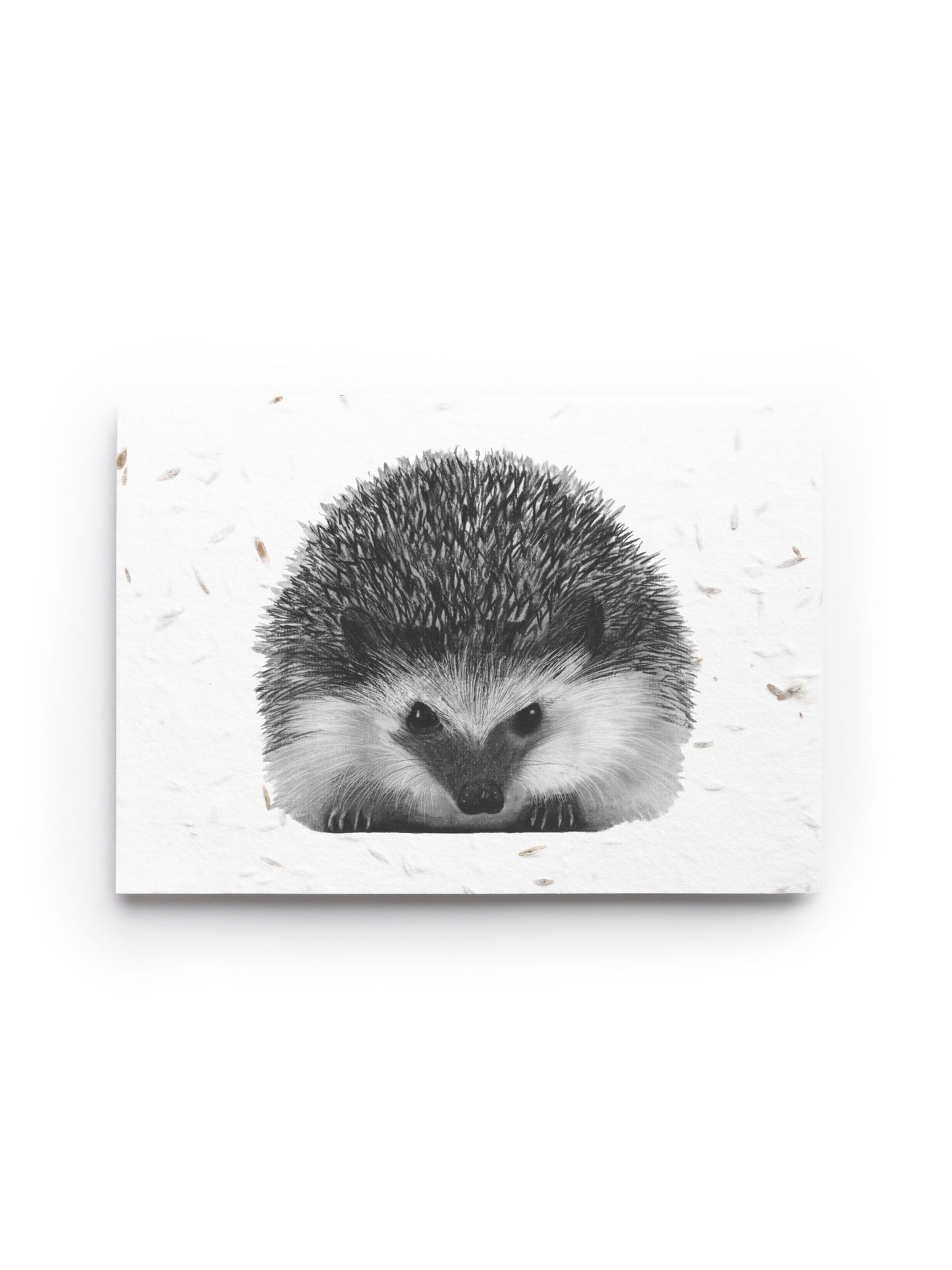 Persei the Hedgehog Seed Card