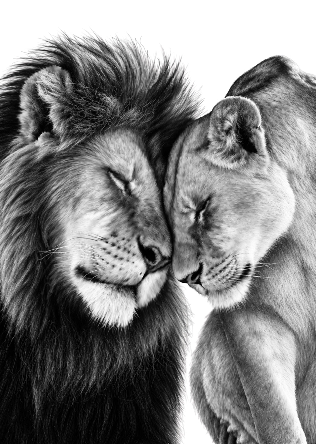 Lion and Lioness Fine Art Print — monochrome portrait of two lions resting together