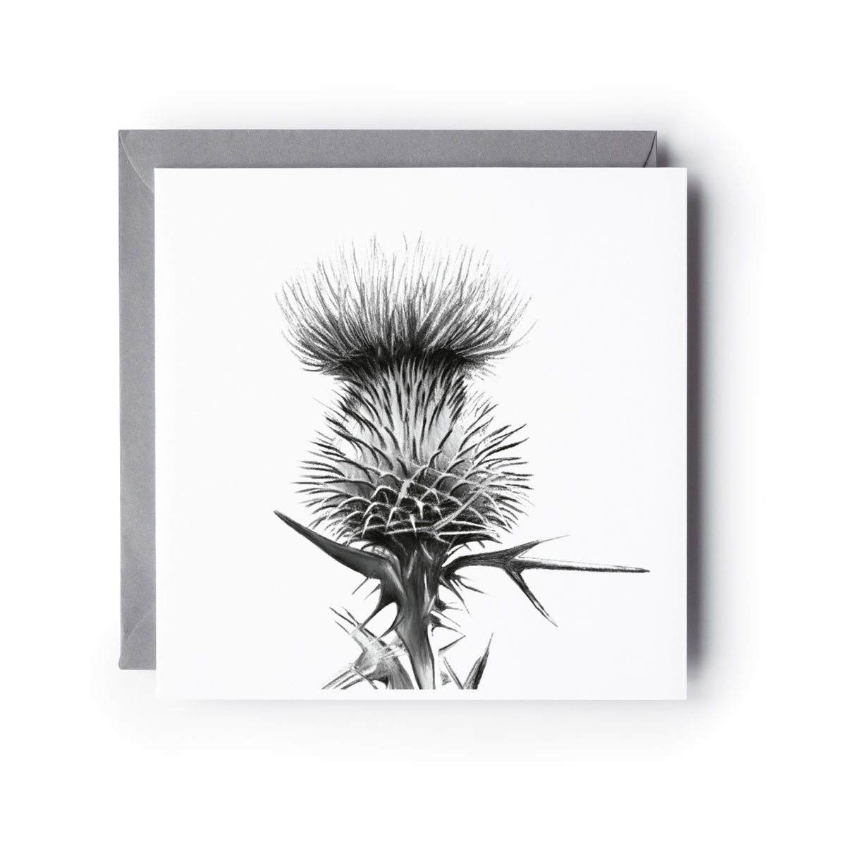 Thistle Greeting Card