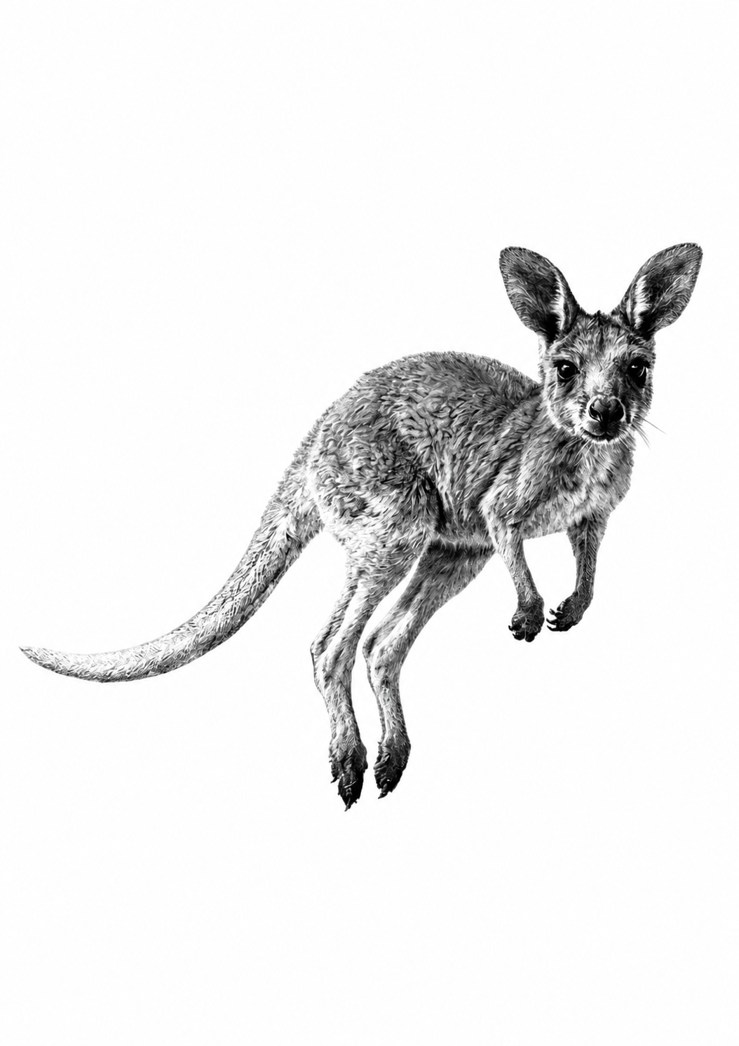 Kangaroo Fine Art Print — rectangular A4/A3 print artwork