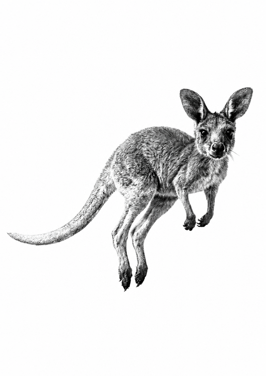 Kangaroo Fine Art Print — rectangular A4/A3 print artwork