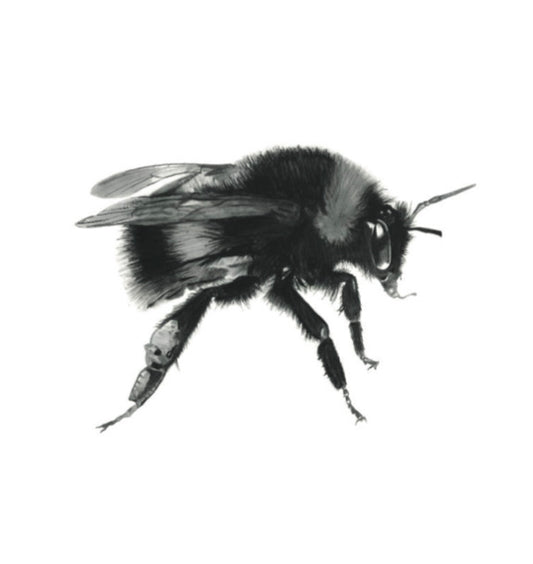 White-tailed Bumblebee Giclée Fine Art Print