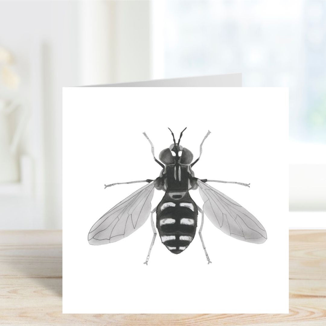 A Hand Drawn Hover fly Greeting Card From Libra Fine Arts