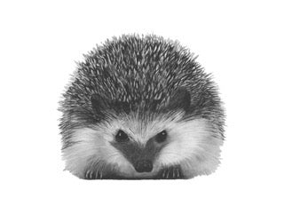 Persei the Hedgehog