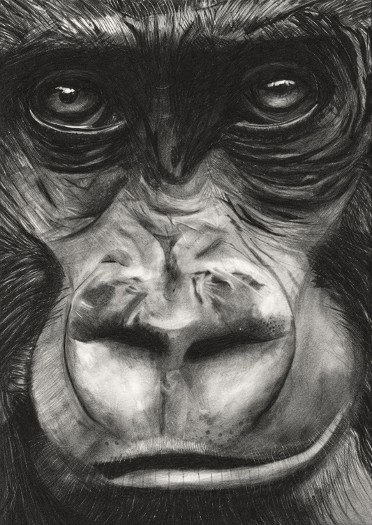 Mountain Gorilla – unframed artwork