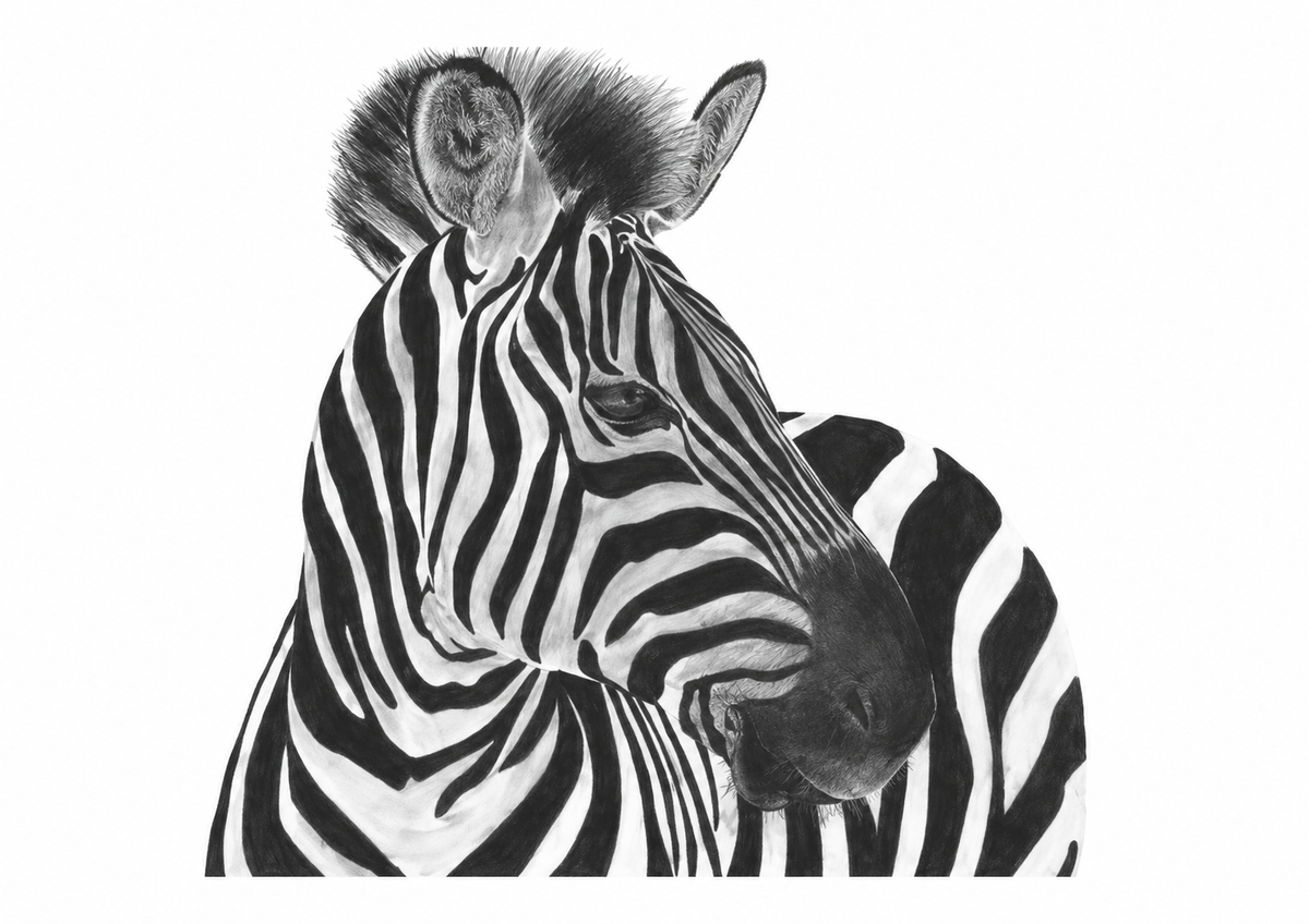 Capella the Zebra Fine Art Print – Striking Hand-Drawn Wildlife Illustration – unframed artwork