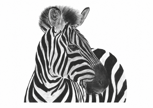 Capella the Zebra Fine Art Print – Striking Hand-Drawn Wildlife Illustration – unframed artwork