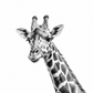 Giraffe Fine Art Print – Elegant Hand-Drawn Wildlife Illustration — rectangular A4/A3 print artwork