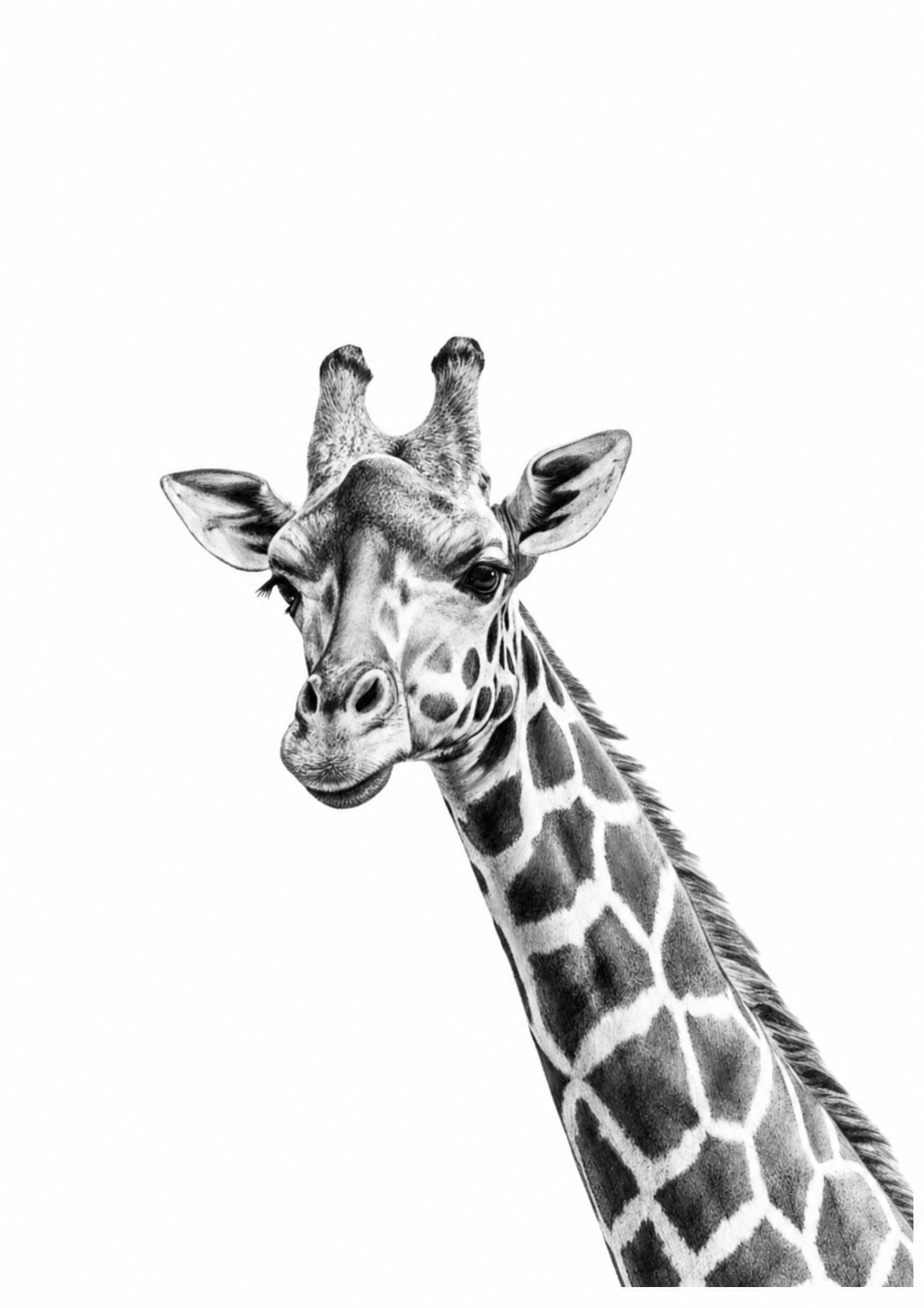 Giraffe Fine Art Print – Elegant Hand-Drawn Wildlife Illustration — rectangular A4/A3 print artwork