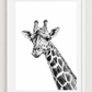 Giraffe Fine Art Print – Elegant Hand-Drawn Wildlife Illustration — rectangular A4/A3 white frame mockup
