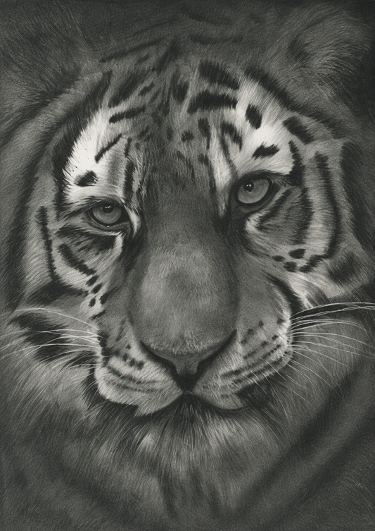 Tiger Fine Art Print – unframed artwork