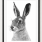 Hand-Drawn Hare Fine Art Print - Intricate Wildlife Art for Gifting — rectangular A4/A3 black frame mockup