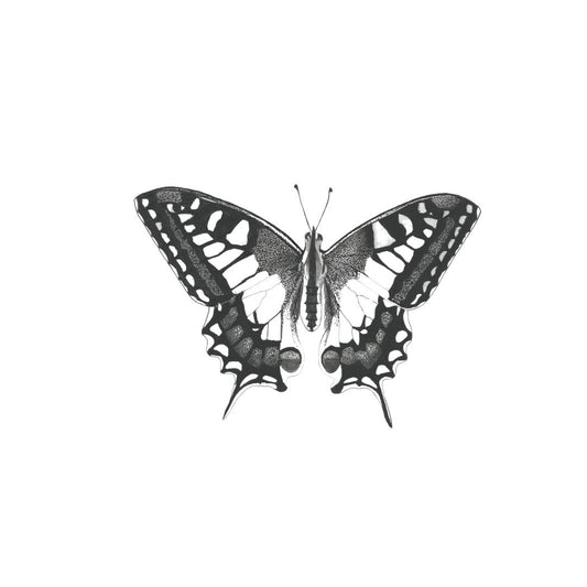 Old World Swallowtail Butterfly Giclée Fine Art Print