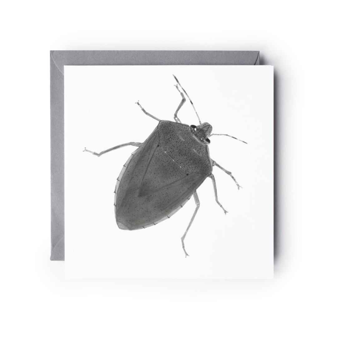 A hand Drawn Green Shield Bug Greeting Card From Libra Fine arts