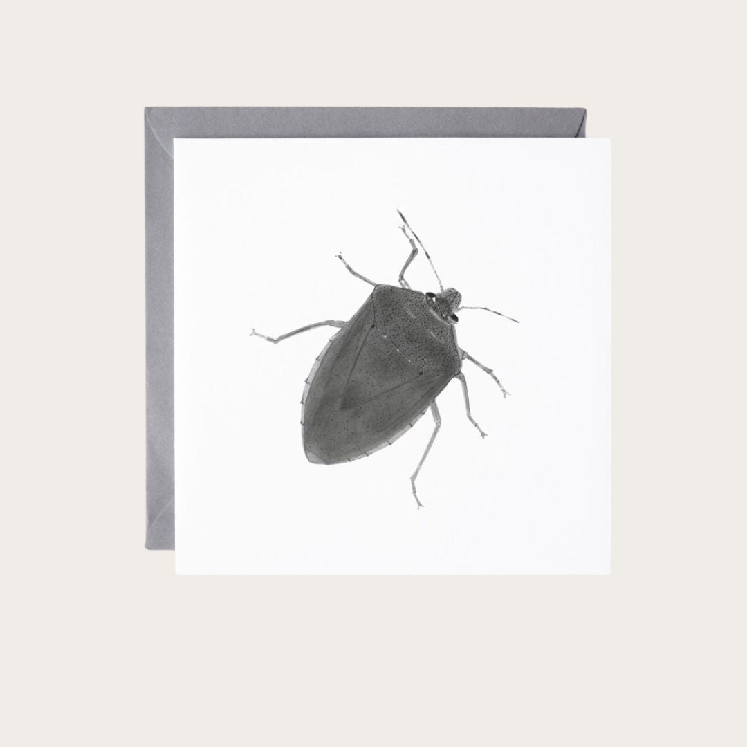 An exquisite greeting card showcasing a detailed illustration of the Green Shield Bug, making it a unique choice for celebrating special occasions with wildlife aficionados. Find it at Libra Fine Arts. (librafinearts.co.uk)

