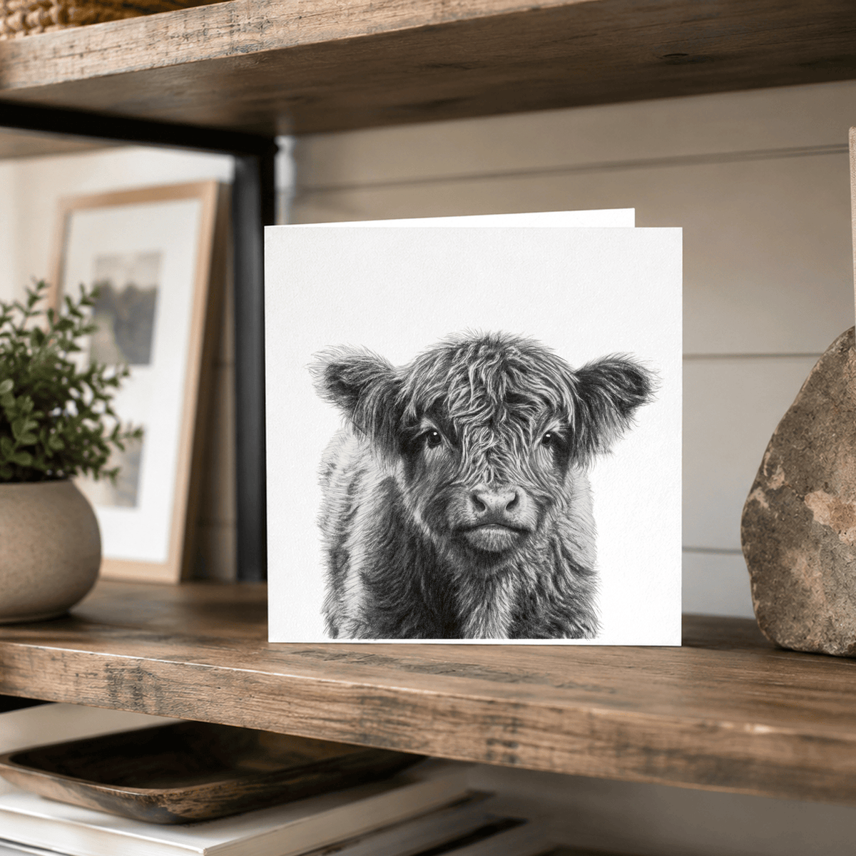 A square white art print featuring a black-and-white sketch of a fluffy highland cow, displayed on a rustic wooden shelf next to a potted plant and stone.