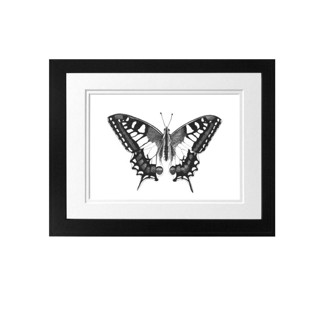 Libra_Fine_Arts_Hand_Drawn_Old_World_Swallowtail_Butterfly_Drawing_in_Black_Frame._The_perfect_gift_for_inscet_and_butterfly_lovers.
