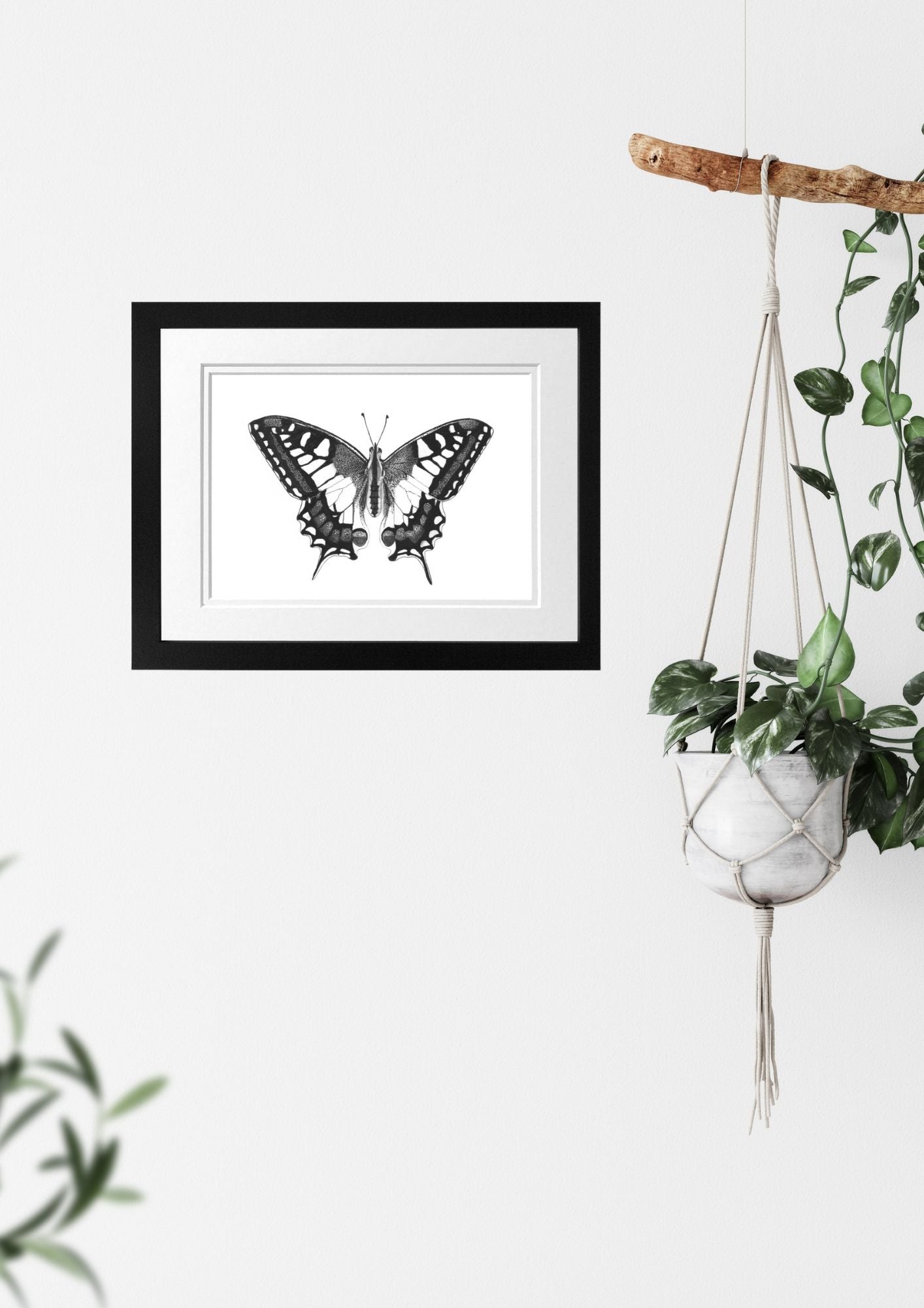 Libra_Fine_Arts_Hand_Drawn_Old_World_Swallowtail_Butterfly_Drawing_in_Black_Frame_hanging_o_a_wall_next_to_house_plant._._The_perfect_gift_for_inscet_and_butterfly_lovers.