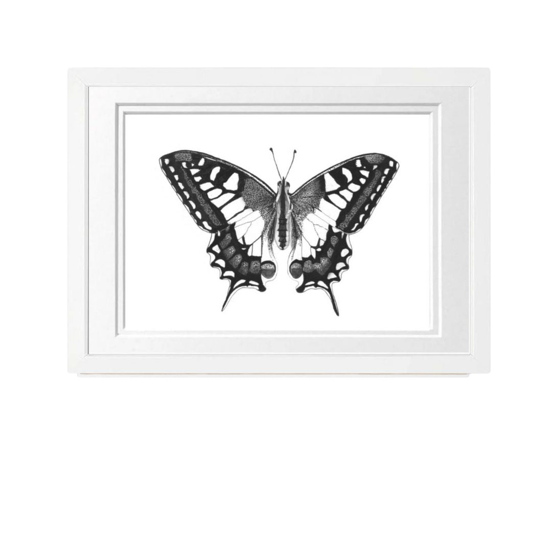 Libra_Fine_Arts_Hand_Drawn_Old_World_Swallowtail_Butterfly_Drawing_in_white_Frame._The_perfect_gift_for_inscet_and_butterfly_lovers.