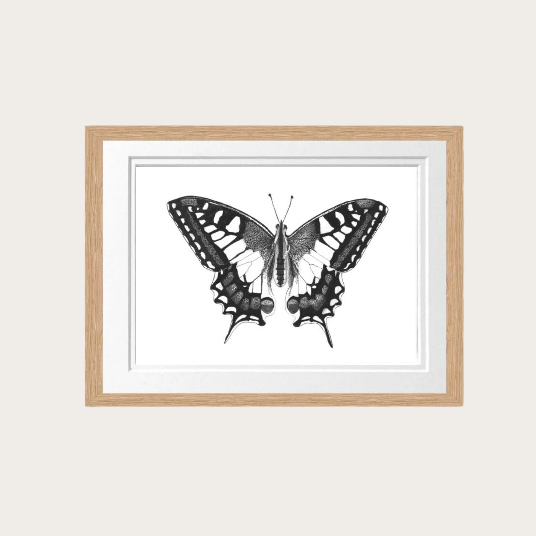 A meticulously hand-drawn Old World Swallowtail Butterfly print, elegantly framed in oak, adding a touch of natural beauty to your decor. Available in A4, A3, and A2 sizes.