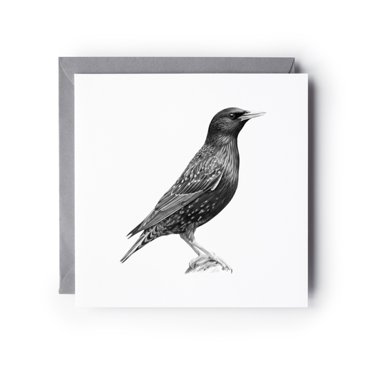 Starling Bird Greeting Card | Hand-Drawn British Wildlife Illustration