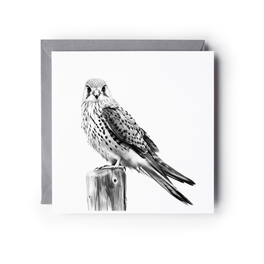 Kestrel Greeting Card | Hand-Drawn British Bird of Prey Illustration