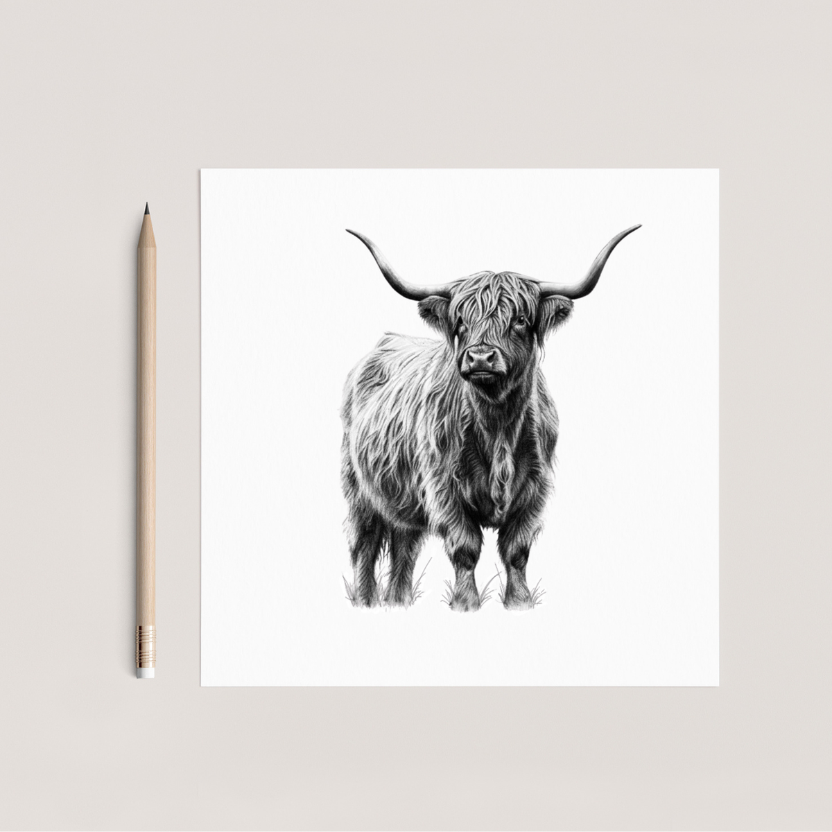 Alcor the Highland Coo Hand Drawn Greeting Card