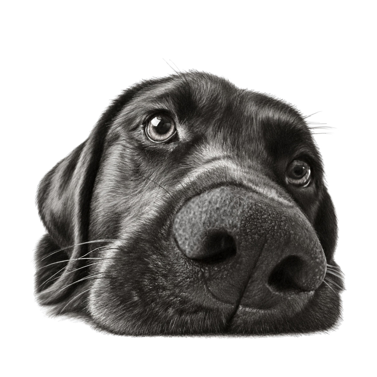 Black Labrador greeting card, pencil-style drawing of a Labrador resting its head and looking up