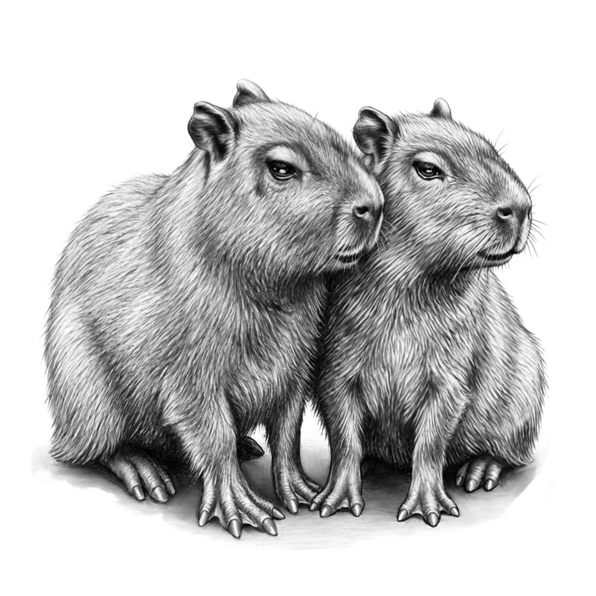 Capybara pair pencil artwork greeting card on a white background