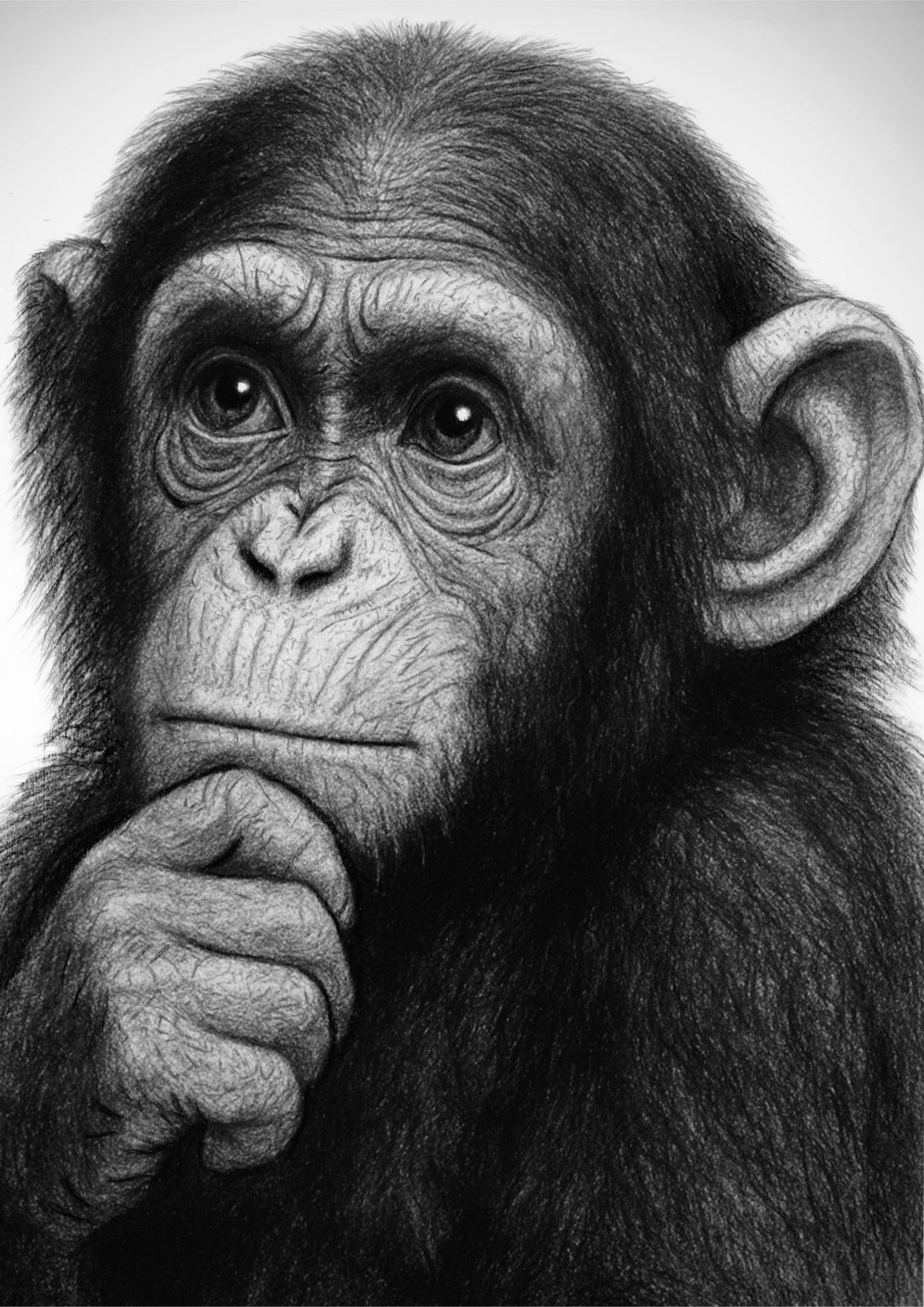Thoughtful Chimpanzee Fine Art Print monochrome artwork