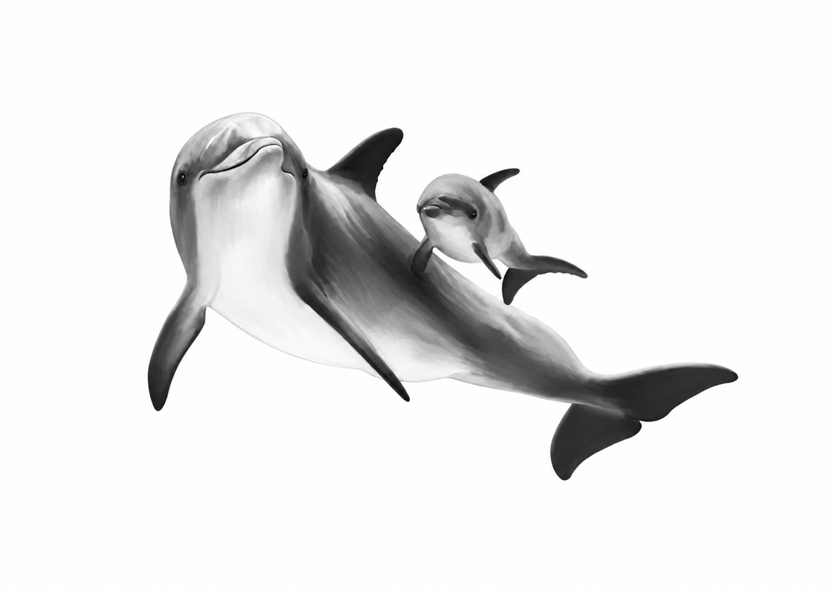 Dolphin and Calf Fine Art Print rectangular A4 artwork