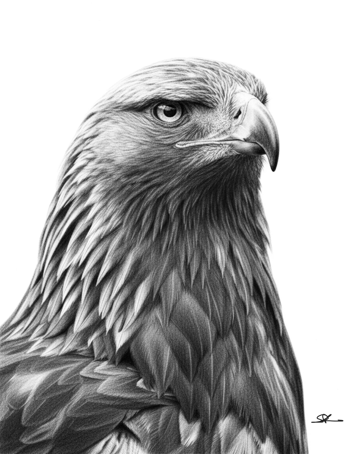 Eagle Portrait Fine Art Print