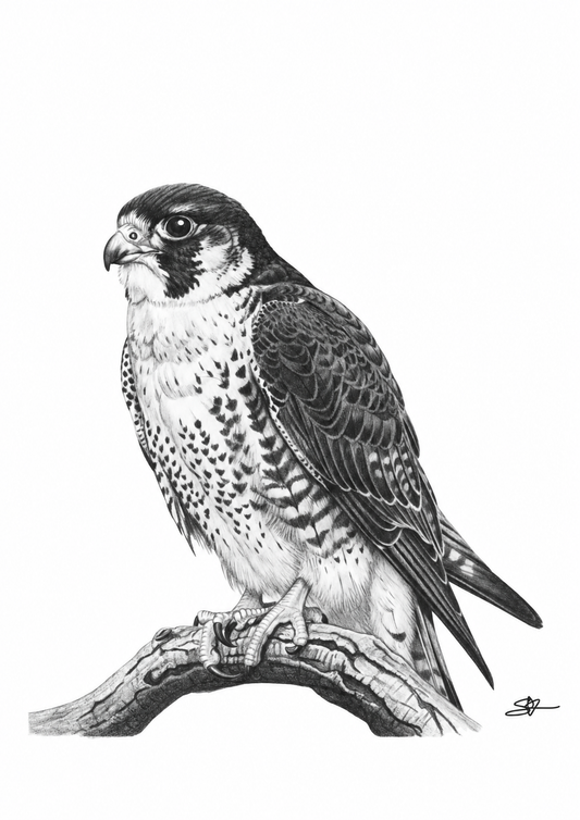 Peregrine Falcon Fine Art Print rectangular A4 artwork