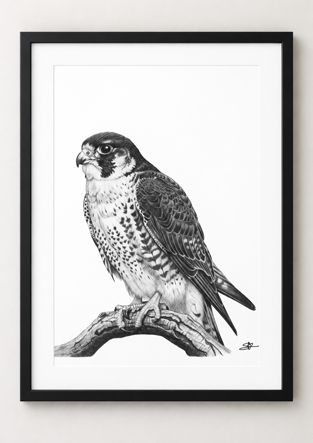 Peregrine Falcon Fine Art Print in a black frame with white mount, rectangular A4 style