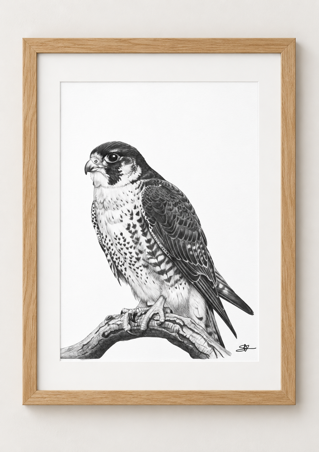 Peregrine Falcon Fine Art Print in a oak frame with white mount, rectangular A4 style