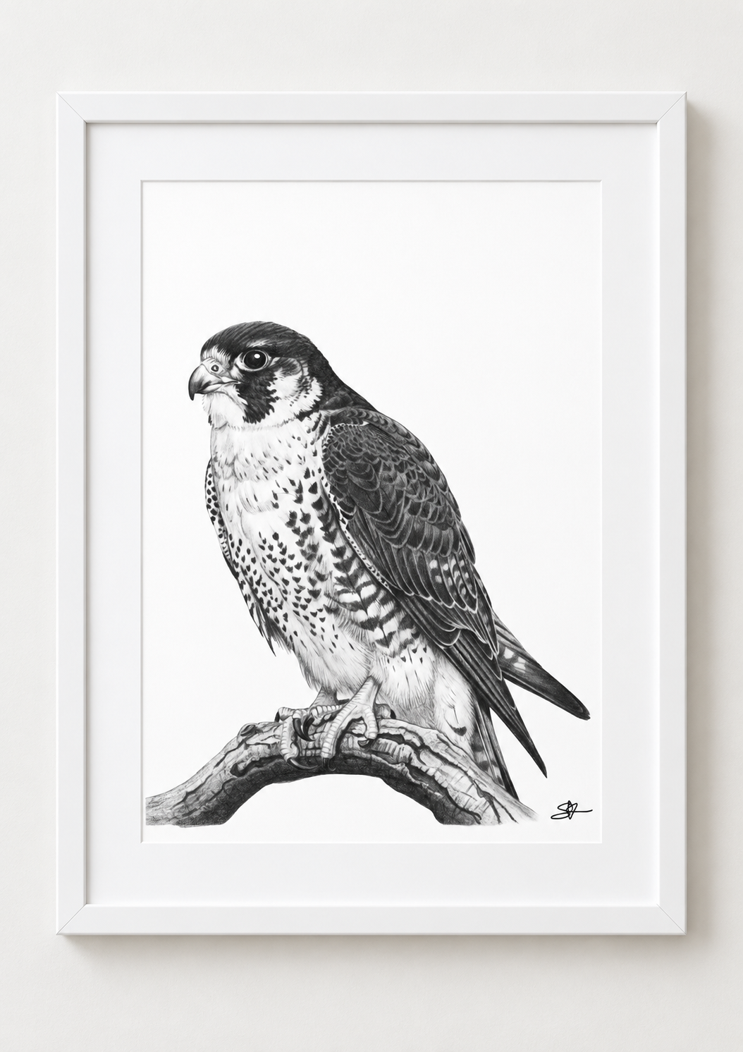 Peregrine Falcon Fine Art Print in a white frame with white mount, rectangular A4 style