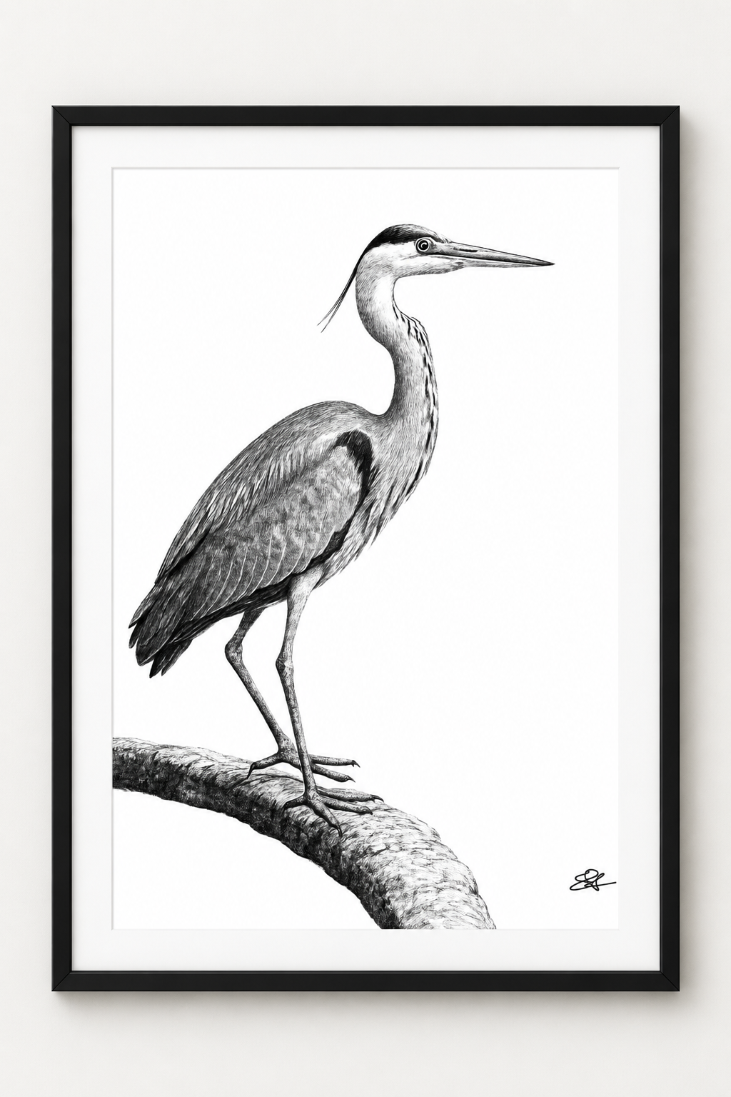 Grey Heron Fine Art Print in Black frame with white mount