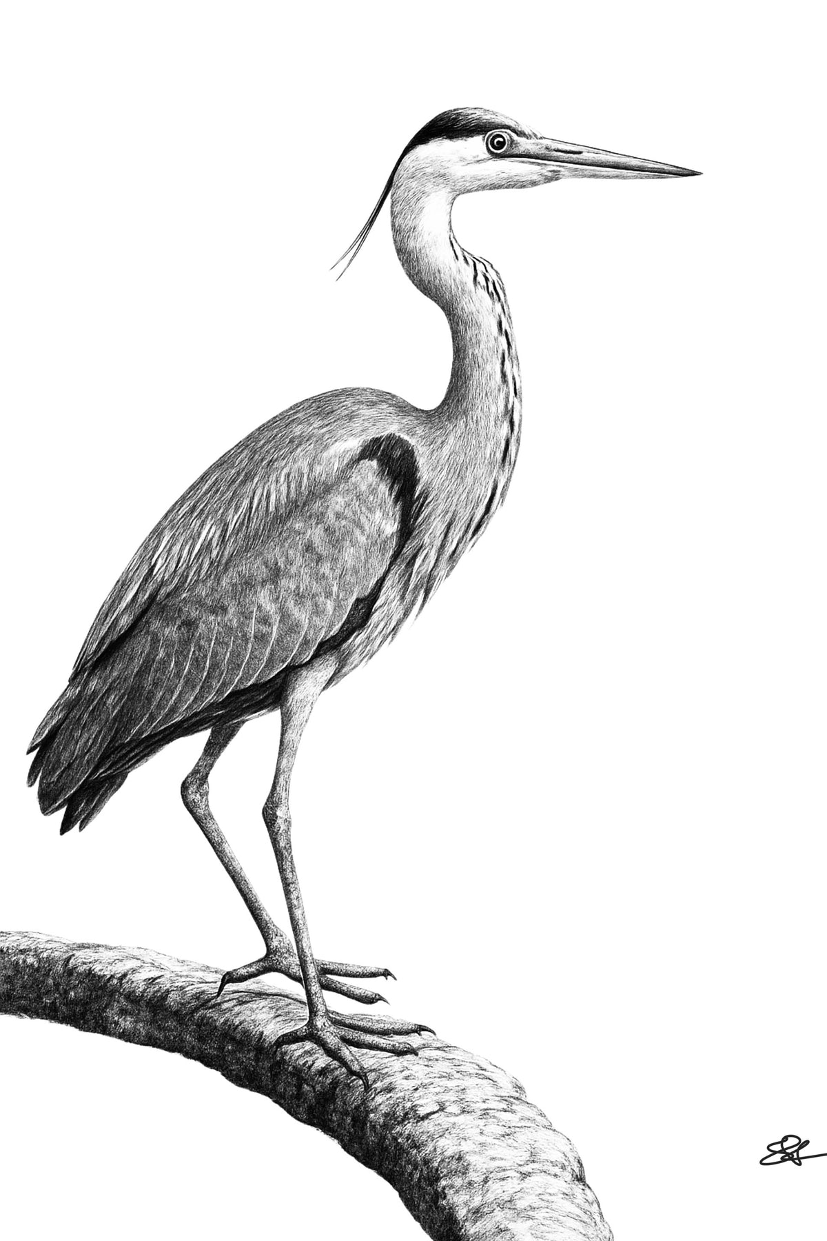 Grey Heron Fine Art Print