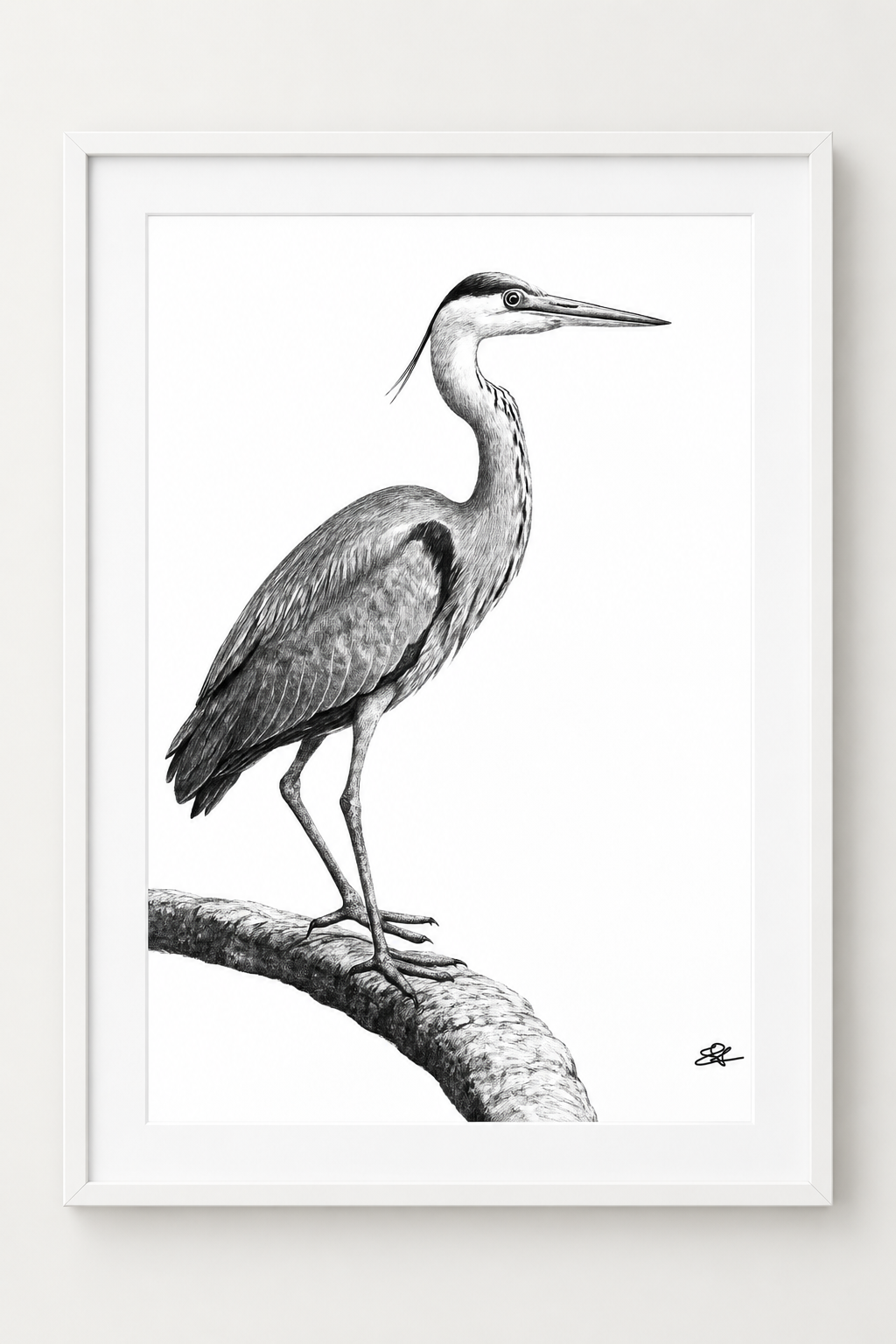 Grey Heron Fine Art Print in White frame with white mount