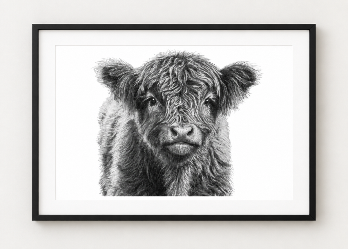 Highland Calf Fine Art Print in Black frame with white mount