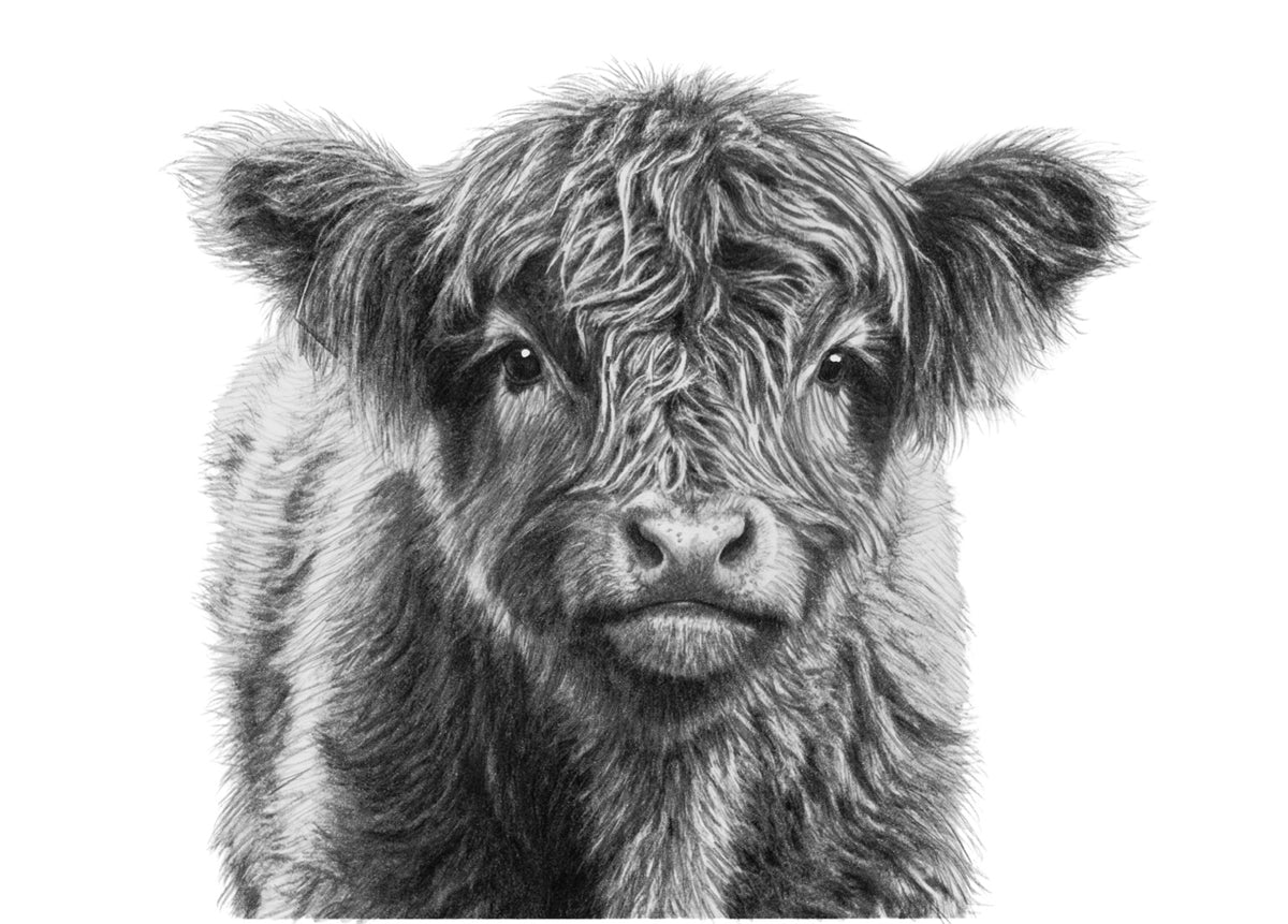 Highland Calf Fine Art Print