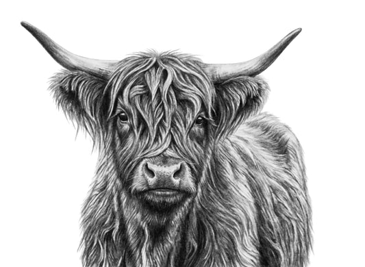 Highland cow pencil portrait with long horns and shaggy coat on a white background