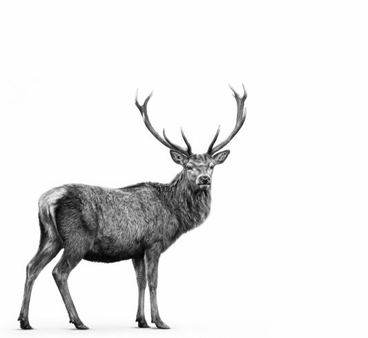 Highland Stag Fine Art Print – standing stag artwork