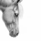 Gentle Horse Portrait Fine Art Print — monochrome artwork