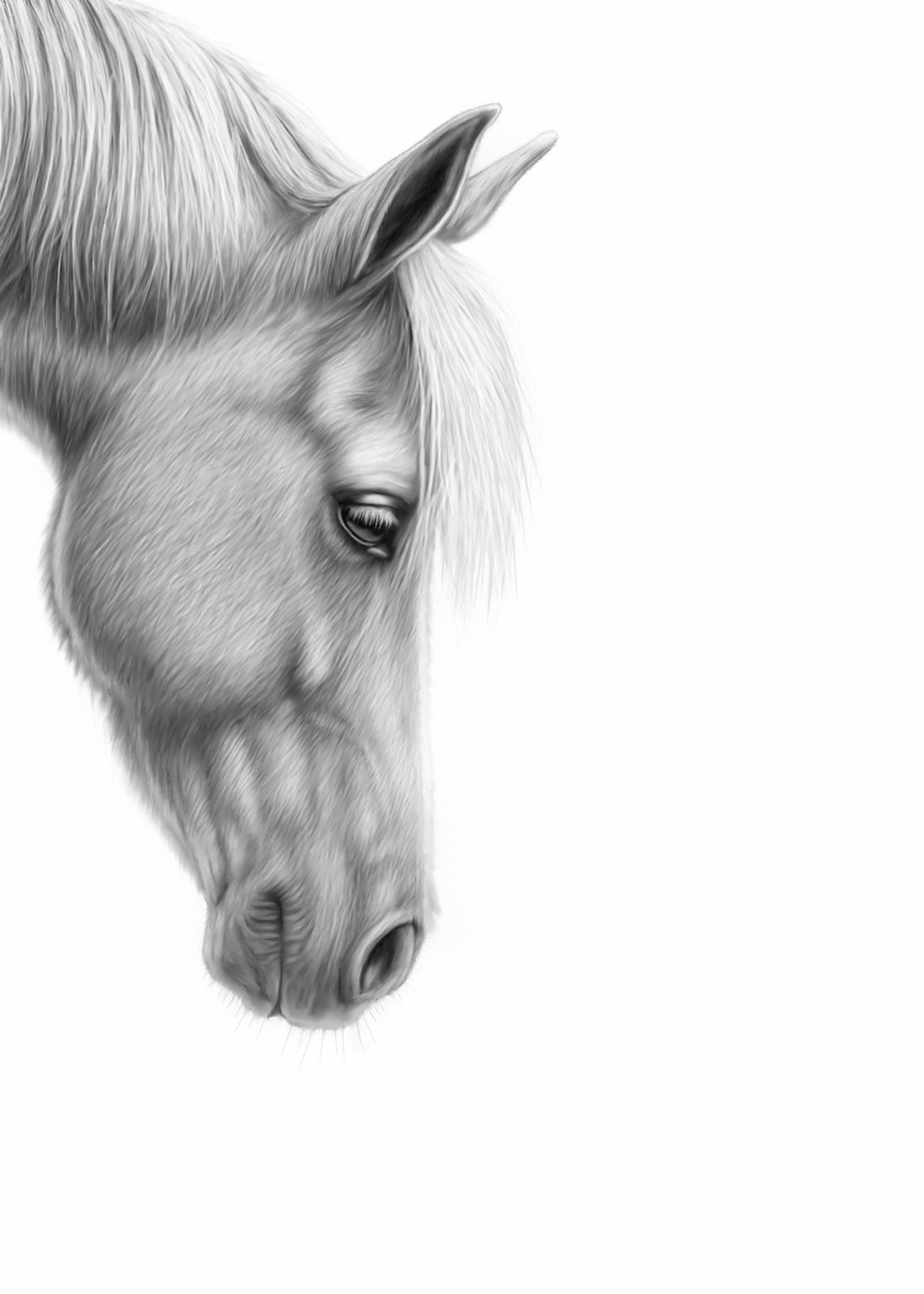Gentle Horse Portrait Fine Art Print — monochrome artwork