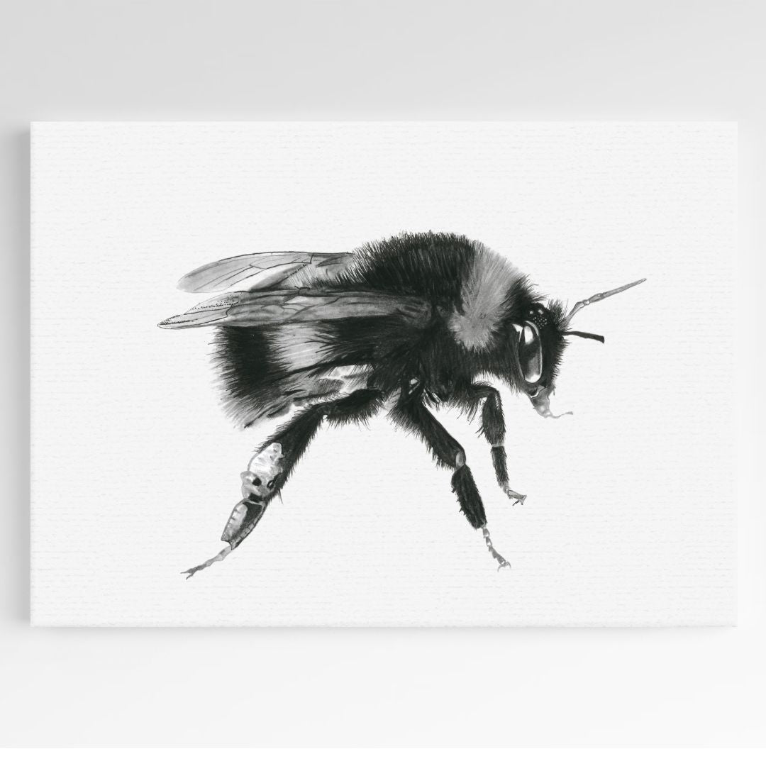 White Tailed Bumblebee Giclée Fine Art Print From Libra Fine Arts