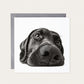 Black Labrador greeting card with grey envelope