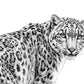 Snow Leopard – unframed artwork